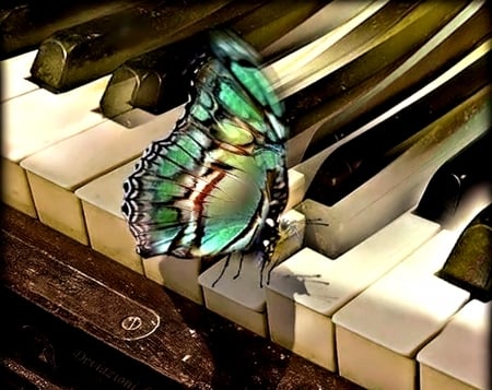 Butterfly on Piano - Photo, pretty, Butterfly, Piano