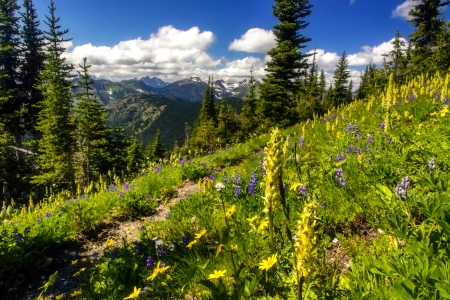 Spring in mountains - valley, sky, slope, mountain, trees, landscape, greenery, path, spring, view, beautiful, grass, wildflowers