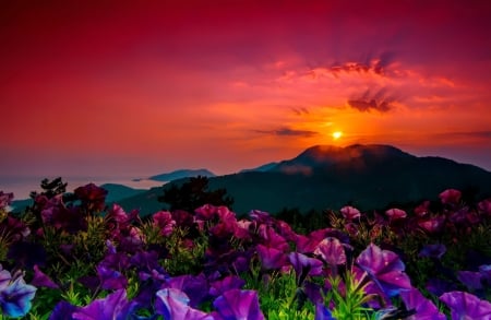 Mountain wildflowers at sunset - wildflowers, sunset, amazing, beautiful, landscape, fiery, mountain, sky