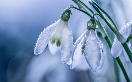 Snowdrops - blue, snowdrops, spring, flower, white, green, water drops, mother, day