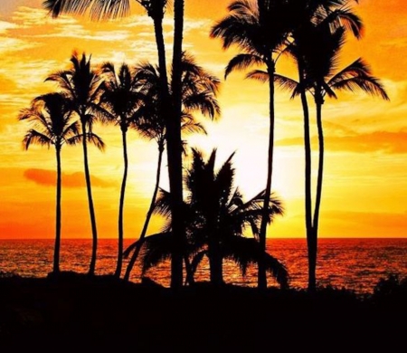 Gorgeous Hawaii Sunset - nature, beach, trees, clouds, hawaii, sunset, palm