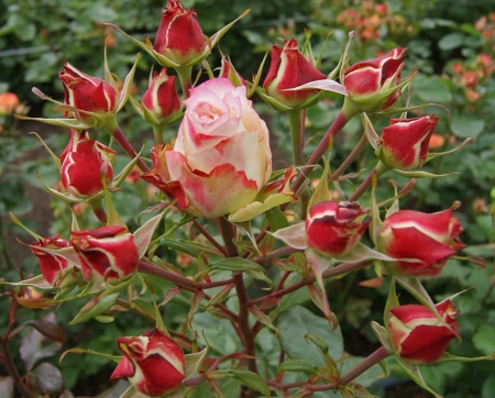 Rosebuds - nature, buds, macro, flowers, rose