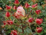 Rosebuds