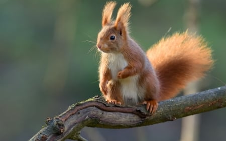 Squirrel - red, animal, squirrel, veverita, branch, green