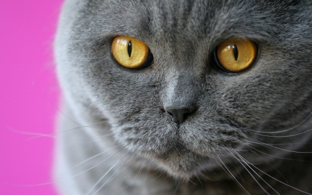 Cat - yellow eyes, face, grey, cat, pink, animal