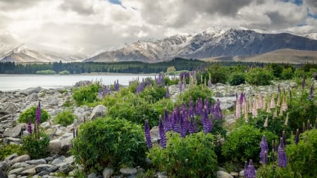 gorgeous purple flowers by a new zealand lake - lake, purple, mountains, rocks, clouds, flowers