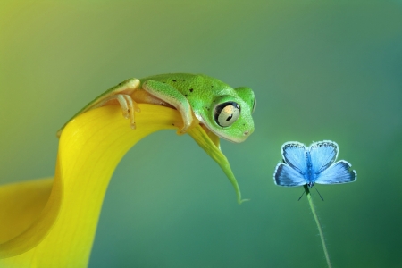 Frog - frog, flower, fauna, nature