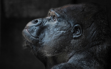 Gorilla