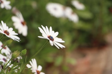 beauty in flowers - flowers, white, nature, beauty