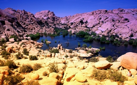 joshua tree national park