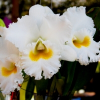 Orchids