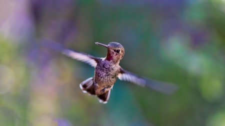 Hummingbird - flying, small, bird, hummingbird