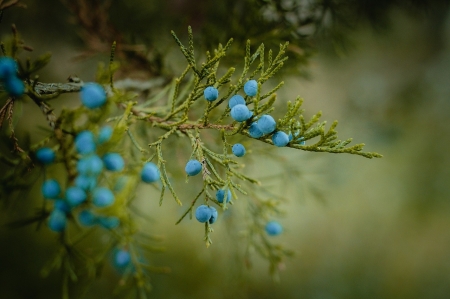 Blueberries - gree, blueberries, branch, nature, blue