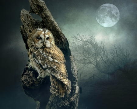 Hunters moon - wildlife, moon, nature, owl, hunters