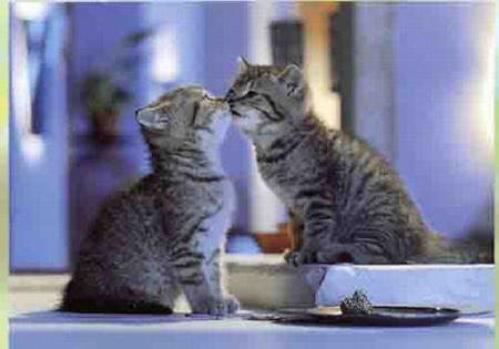 Cats in Love