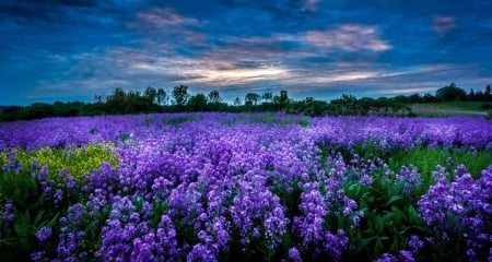 Sunset over the Blue Field - sunset, blue, beautiful, evening, field