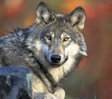 Grey Wolf - wildlife, lupus, predator, furry, winter, outdoors, mamal, pack, wolf, carnivore, grey, wild, snow, animal, canine, canis