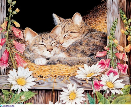 Cute Kittens - flowers, animal, kitten, sleeping, cat