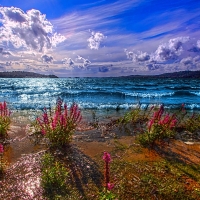 Blue Ocean and Flowers