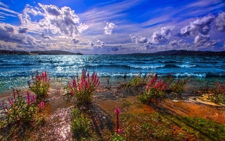 Blue Ocean and Flowers - nature, ocean, flowers, blue