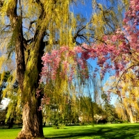 Flowering Trees