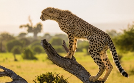 Cheetah - africa, cheetah, run, animal