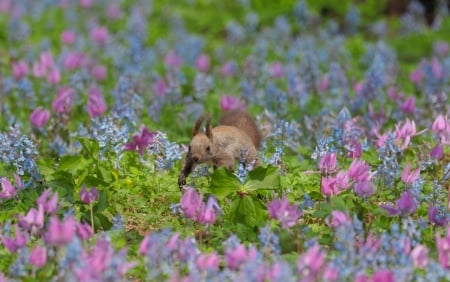 Squirrel - animal, blue, green, spring, field, flower, pink, squirrel