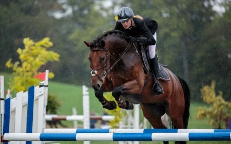 Horse Jockey - animal, jockey, orse, women