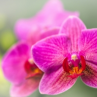 Orchids