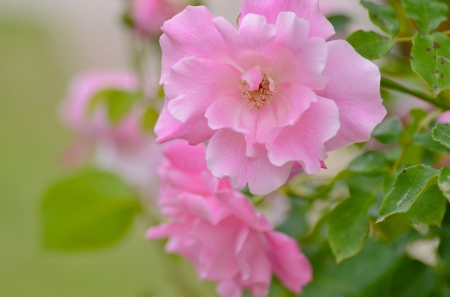 Roses - flower, pink, rose, green