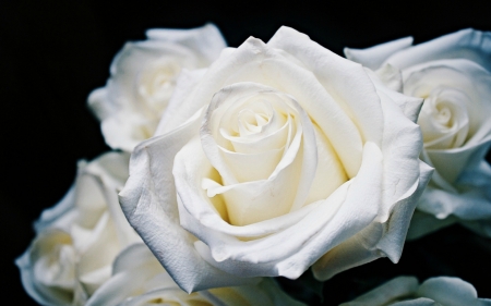 White roses - white, flower, rose, black