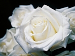 White roses