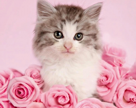 Kitten - flower, pink, sweet, rachael hale, cat, animal, kitten, rose, cute