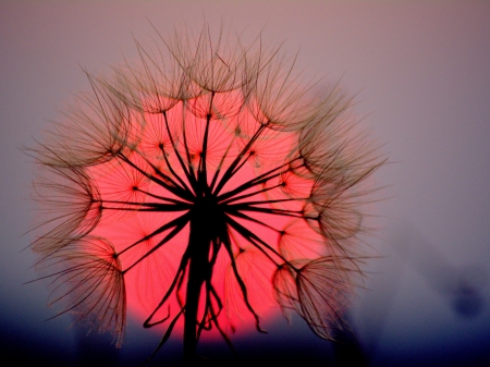 Dandelion  at Dusk - nature, dandelion, sunset, flowers, dusk