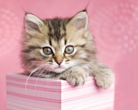 Kitten - animal, kitten, cute, pink, sweet, cat, rachael hale