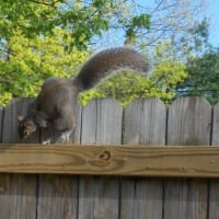 A Leaping Squirrel