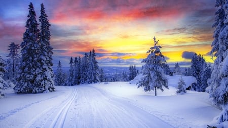 magnificent sky over a winter forest hdr - tracks, winter, hdr, snow, colors, forest, sky