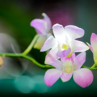 Orchids