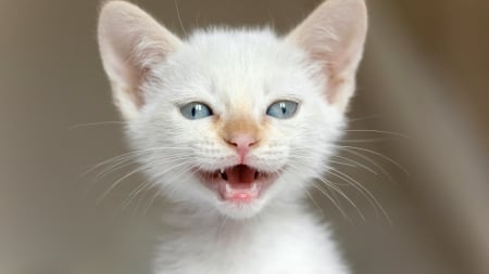 Kitten - whiskers, cats, animals, white cat, kittens, closeup