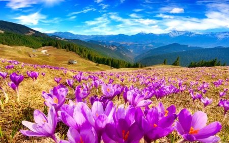 Spring in mountain - flowers, clouds, beautiful, spring, freshness, crocus, mountain, sky