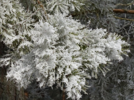 Ice crystals - ice-crystals, winter, snow, pine, forest