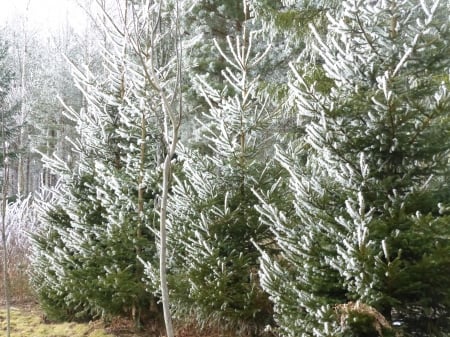 Ice crystals on fir tree - natur, ice-crystals, winter, snow, fir-tree, forest