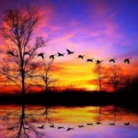 Geese and Colors