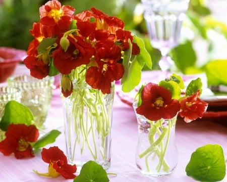 Beautiful Flowers - flowers, red, petals, bloom