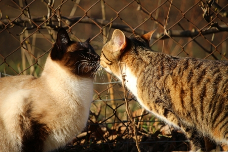 Breed Cat - siamese cat, kiss, cat, tiger cat, saim, animal, mackerel, kitten