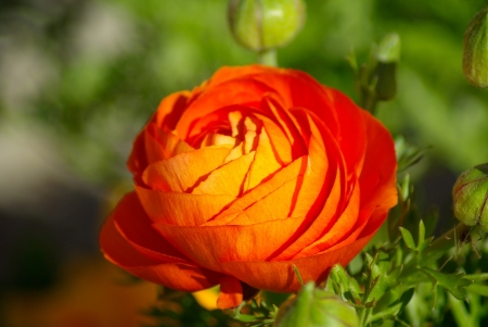 Orange Buttercup - buttercup, flowers, orange, nature