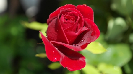 *Love* - scent of rose, fragrance, drops, drip, beauty, flower, bloom, nature, dew, red, rose, plants, botany