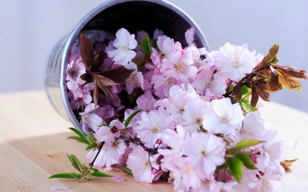 Beautiful Flowers - flowers, petals, bloom, bucket