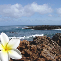 Flower by the ocean