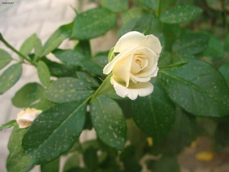 The White Rose - white, flower, rose